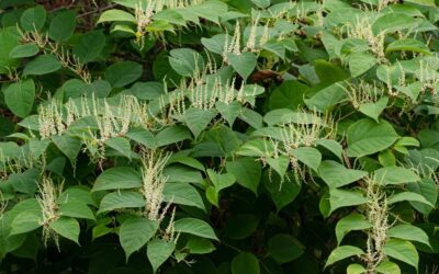 Japanese Knotweed