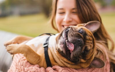 Pets and Divorce Who Gets The Pet