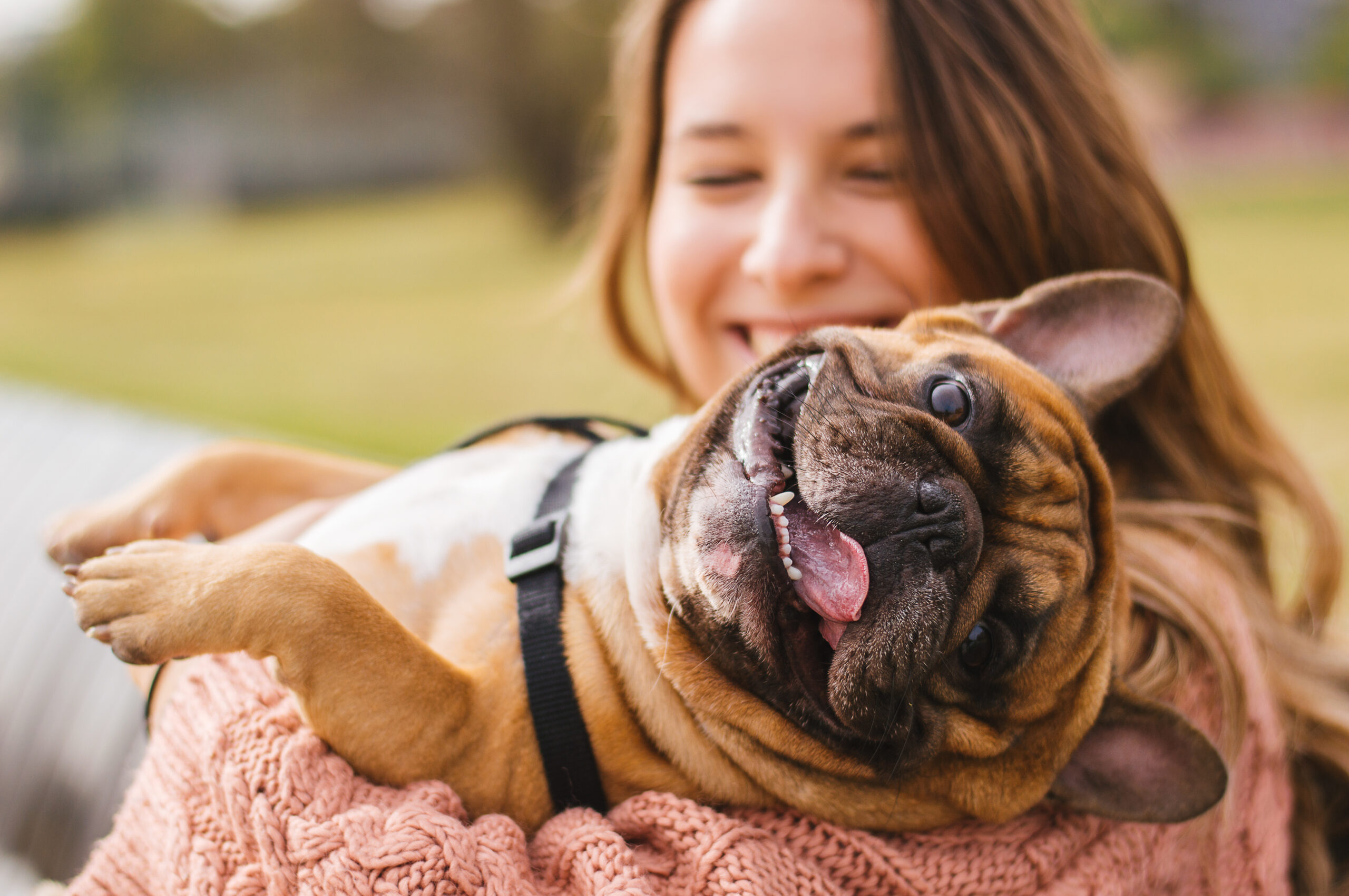 Pets and Divorce Who Gets The Pet